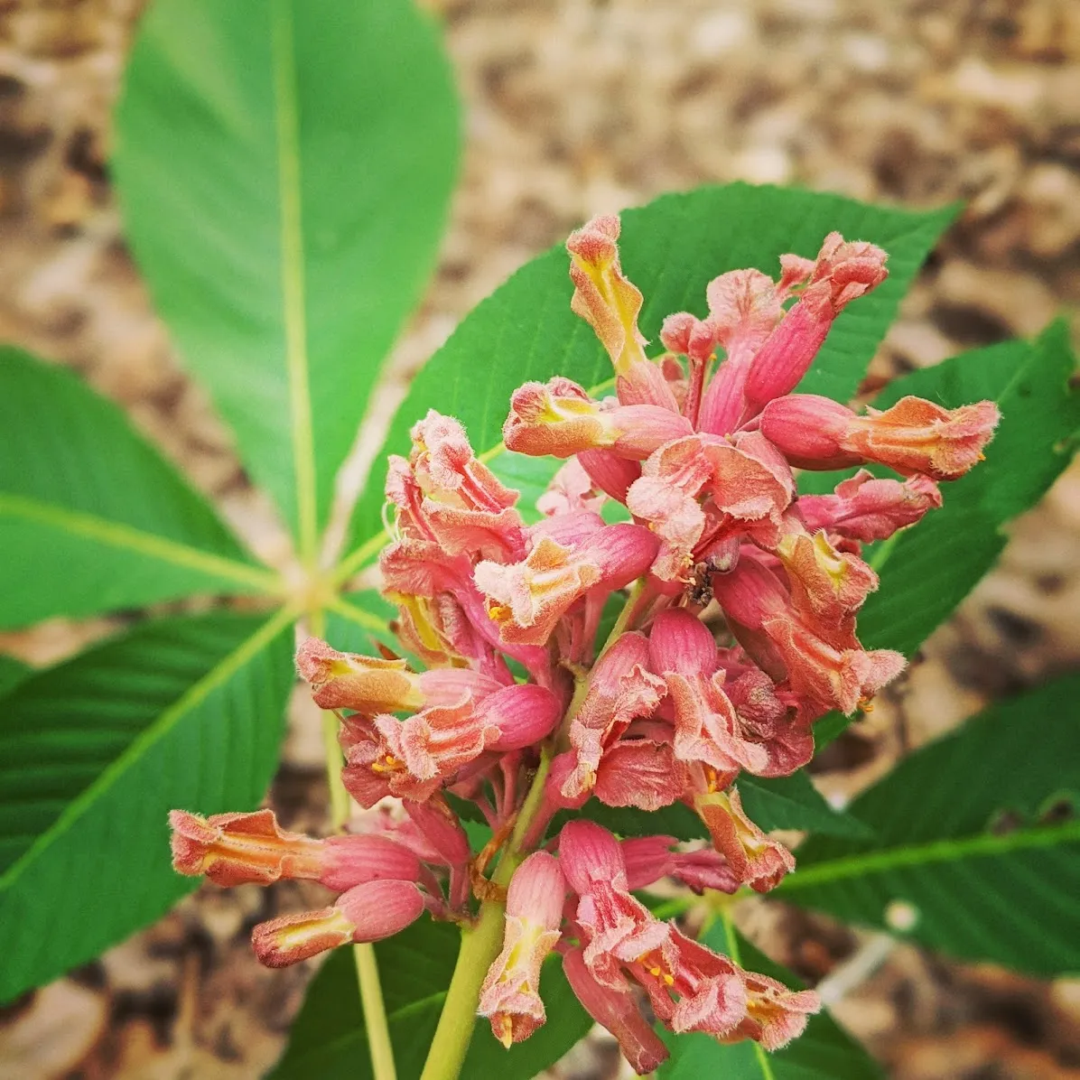 FIRECRACKER PLANT - Soft Lustre Blush