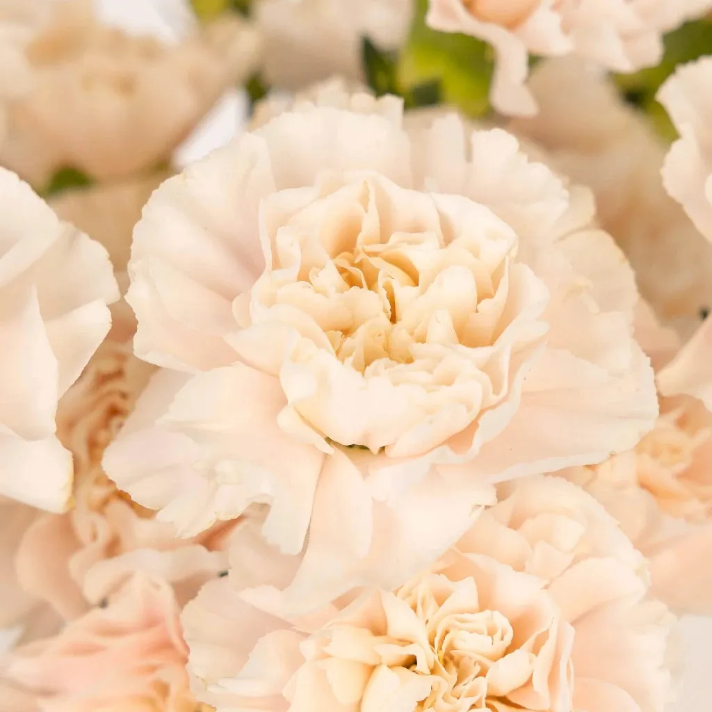 Powder Pink Carnation Flowers