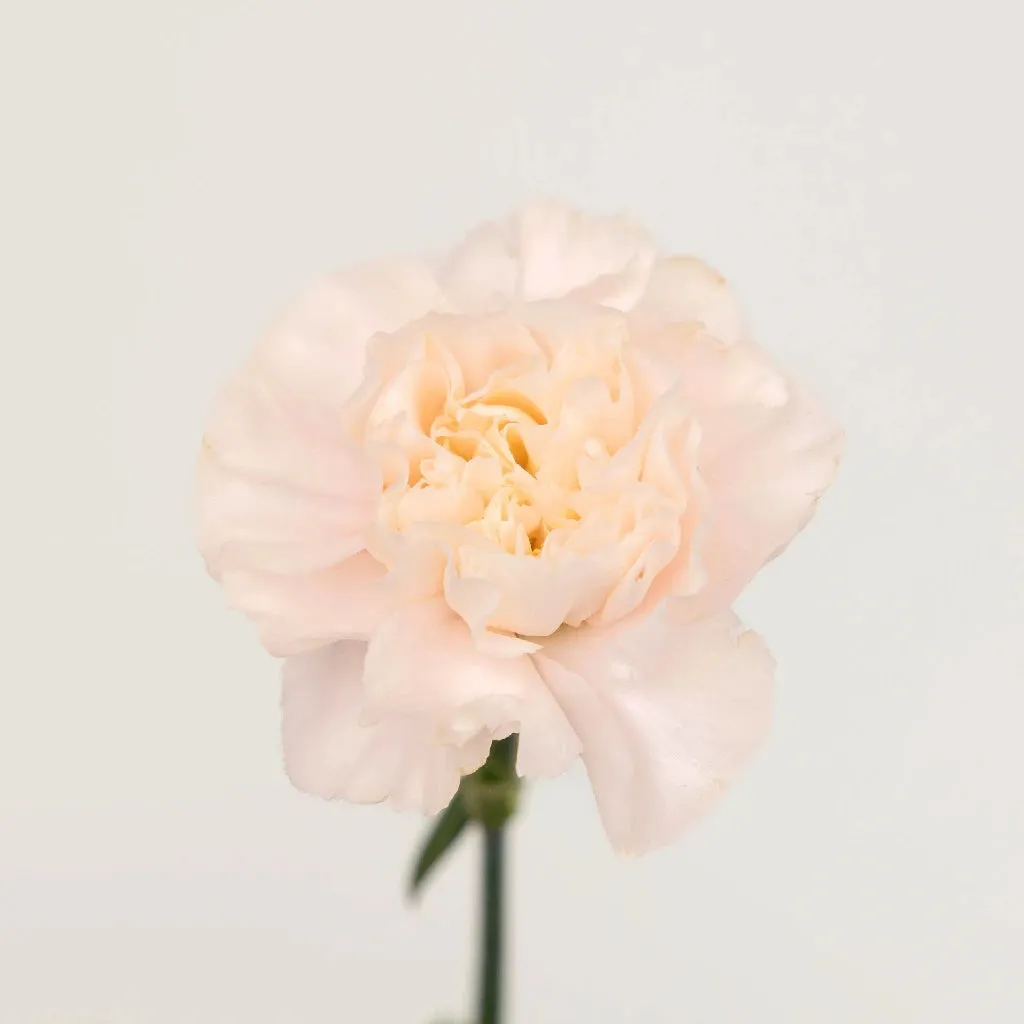 Powder Pink Carnation Flowers