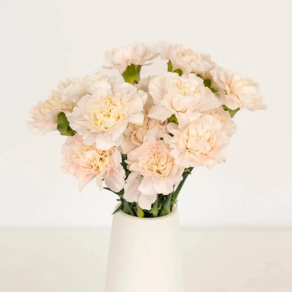 Powder Pink Carnation Flowers